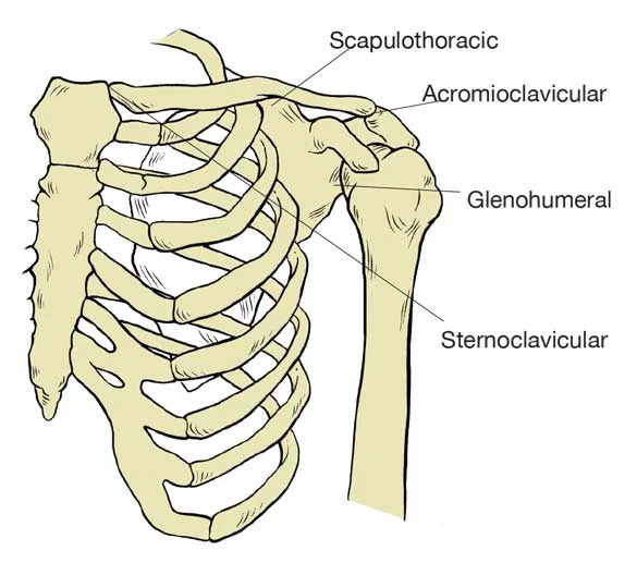 Shoulder Joint